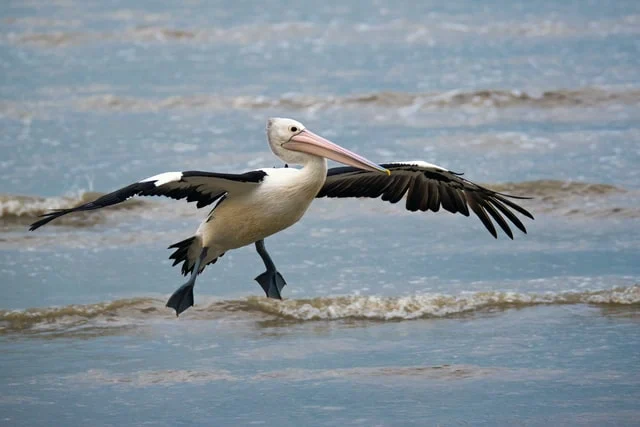 A flying Pelican