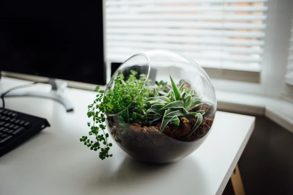 A workplace with a green plant