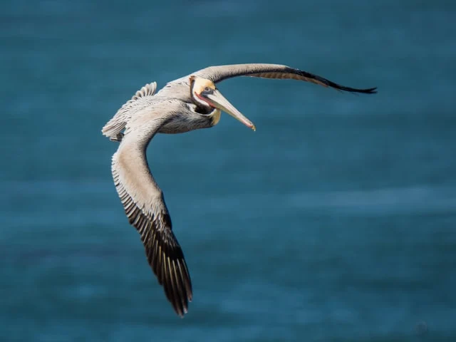 A flying Pelican